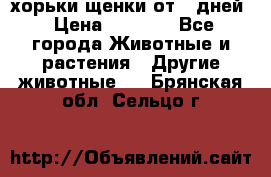 хорьки щенки от 35дней › Цена ­ 4 000 - Все города Животные и растения » Другие животные   . Брянская обл.,Сельцо г.